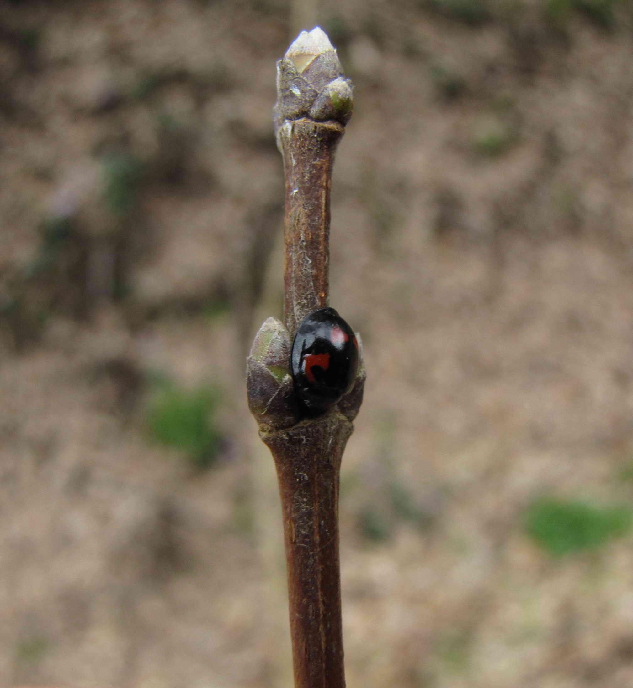 coccinella